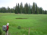 Wyoming meadow
